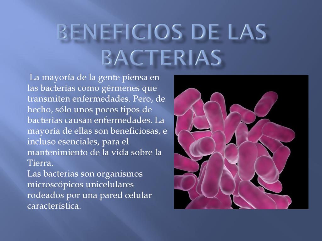 La mayoría de la gente piensa en las bacterias como gérmenes que transmiten enfermedades. Pero, de hecho, sólo unos pocos tipos de bacterias causan enfermedades. La mayoría de ellas son beneficiosas, e incluso esenciales, para el mantenimiento de la vida sobre la Tierra.
