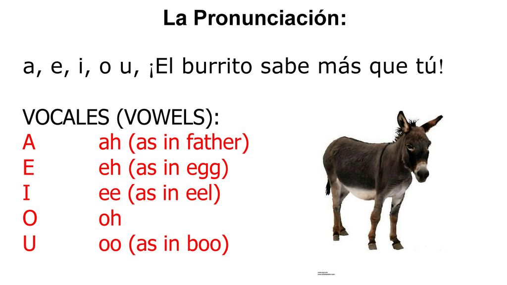 La Pronunciación: a, e, i, o u, ¡El burrito sabe más que tú! VOCALES (VOWELS): A ah (as in father)