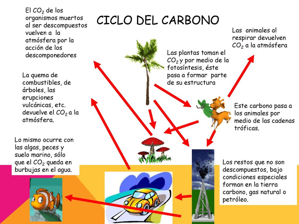 El CO2 de los organismos muertos al ser descompuestos vuelven a la atmósfera por la acción de los descomponedores