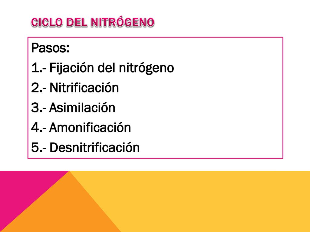 CICLO DEL NITRÓGENO Pasos: 1.- Fijación del nitrógeno 2.- Nitrificación 3.- Asimilación 4.- Amonificación 5.- Desnitrificación