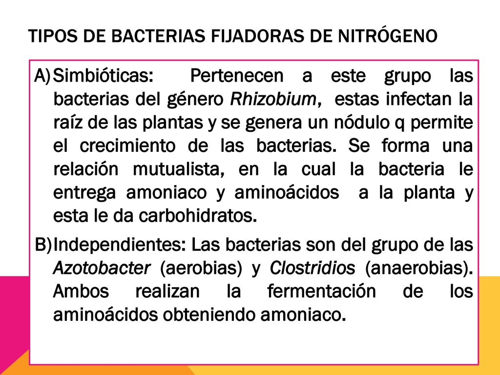 Tipos de bacterias fijadoras de nitrógeno