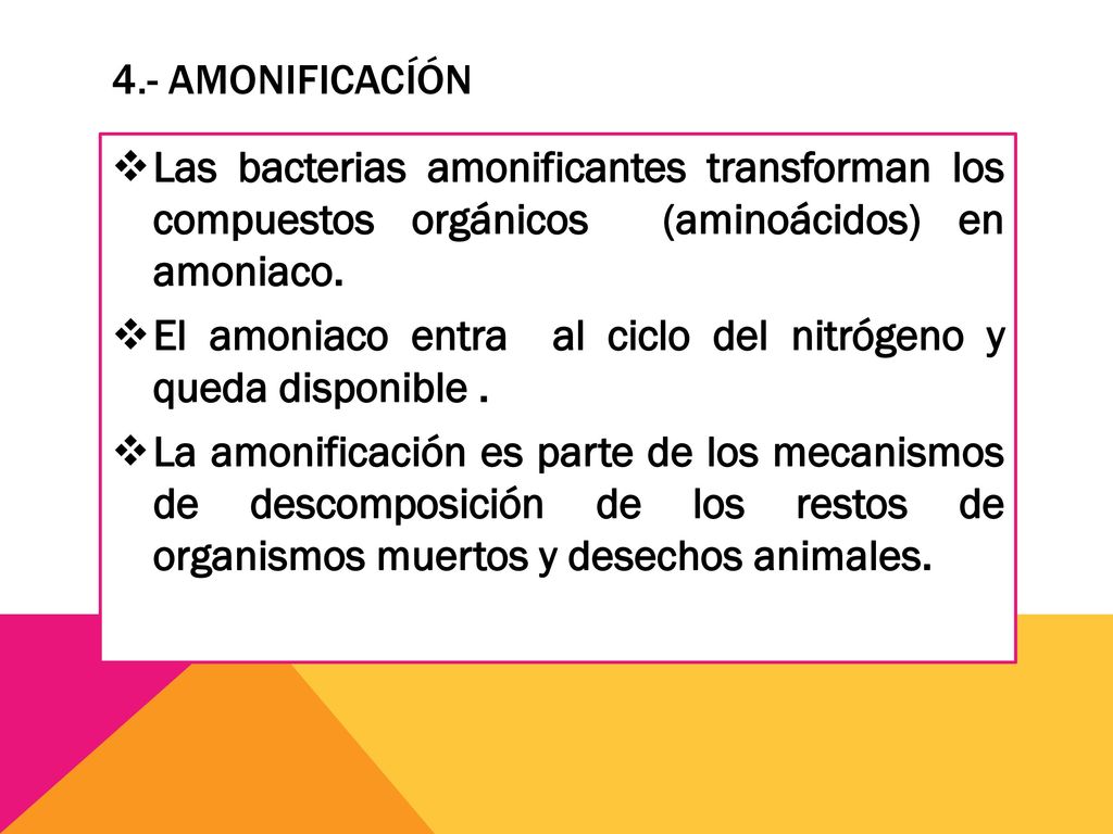 4.- AMONIFICACÍÓN Las bacterias amonificantes transforman los compuestos orgánicos (aminoácidos) en amoniaco.