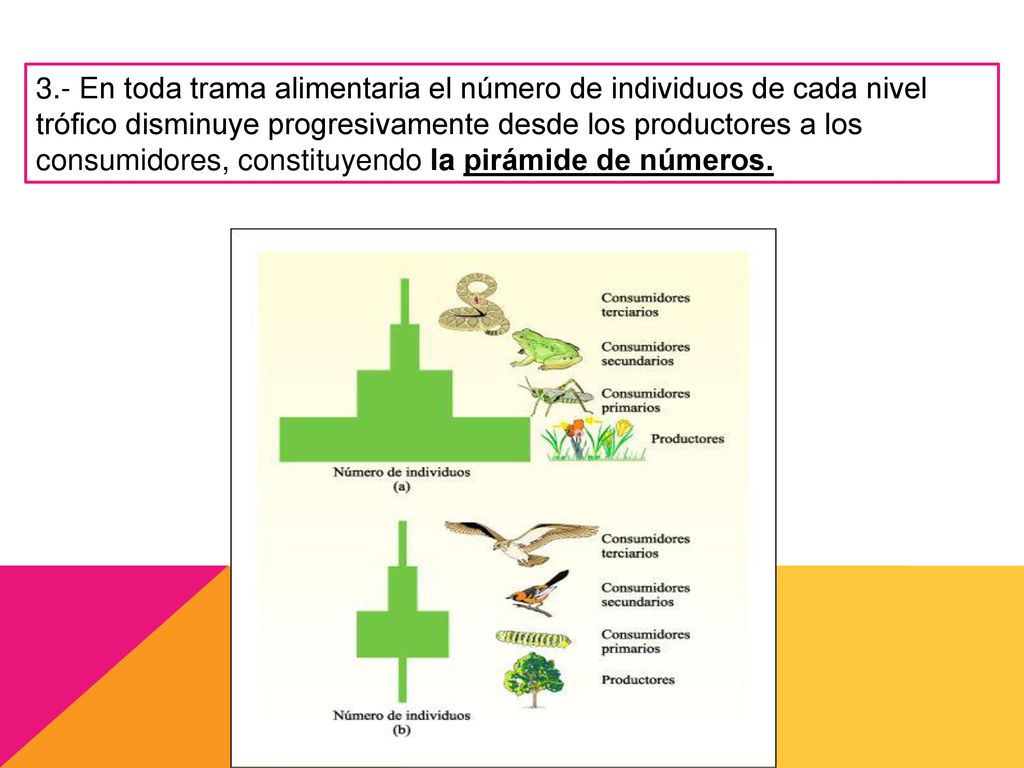 3.- En toda trama alimentaria el número de individuos de cada nivel trófico disminuye progresivamente desde los productores a los consumidores, constituyendo la pirámide de números.