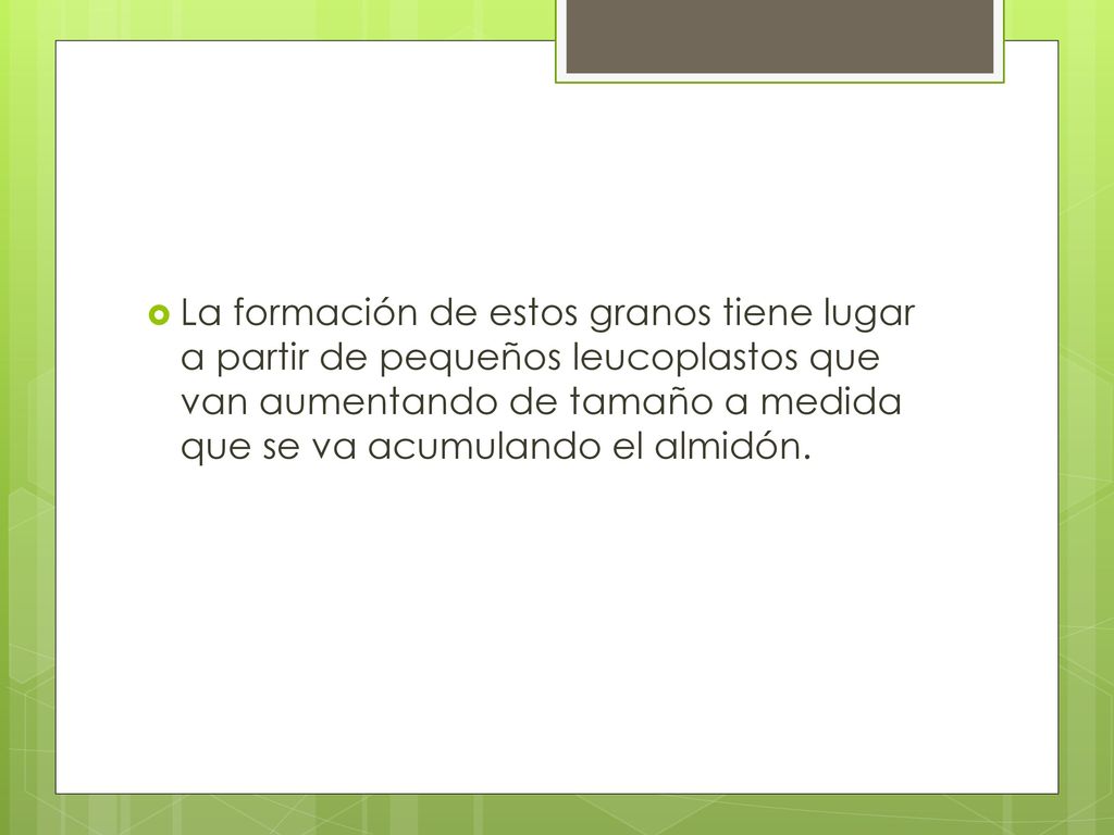 La formación de estos granos tiene lugar a partir de pequeños leucoplastos que van aumentando de tamaño a medida que se va acumulando el almidón.