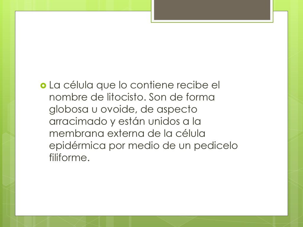La célula que lo contiene recibe el nombre de litocisto