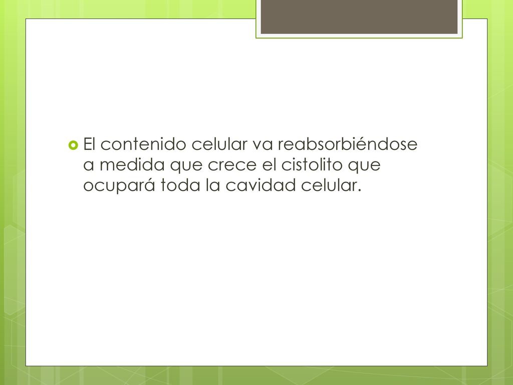 El contenido celular va reabsorbiéndose a medida que crece el cistolito que ocupará toda la cavidad celular.