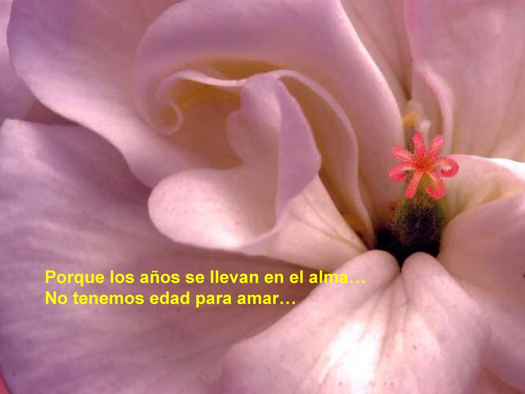 Porque los años se llevan en el alma… No tenemos edad para amar…