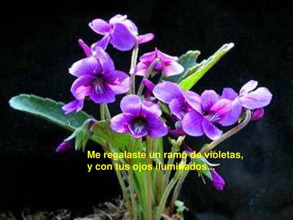 Me regalaste un ramo de violetas, y con tus ojos iluminados...