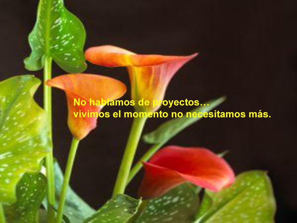 No hablamos de proyectos… vivimos el momento no necesitamos más.