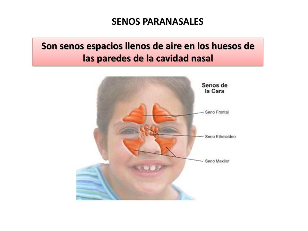 SENOS PARANASALES Son senos espacios llenos de aire en los huesos de las paredes de la cavidad nasal.