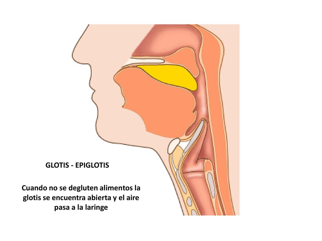 GLOTIS - EPIGLOTIS Cuando no se degluten alimentos la glotis se encuentra abierta y el aire pasa a la laringe.