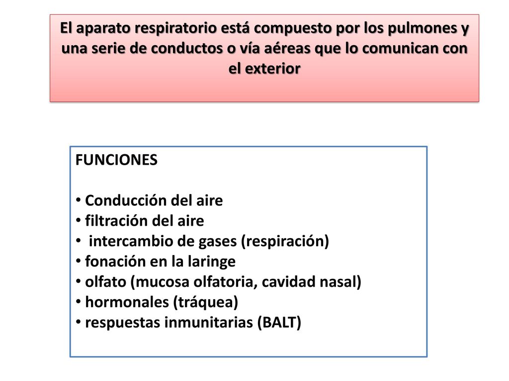 El aparato respiratorio está compuesto por los pulmones y una serie de conductos o vía aéreas que lo comunican con el exterior