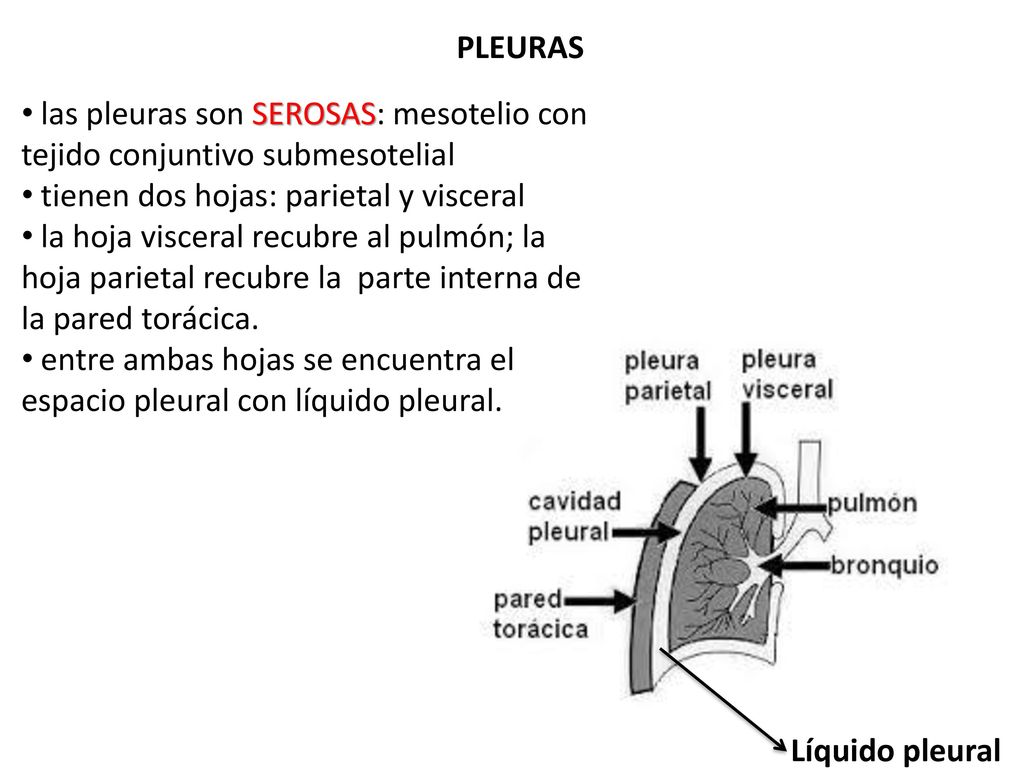 PLEURAS las pleuras son SEROSAS: mesotelio con tejido conjuntivo submesotelial. tienen dos hojas: parietal y visceral.