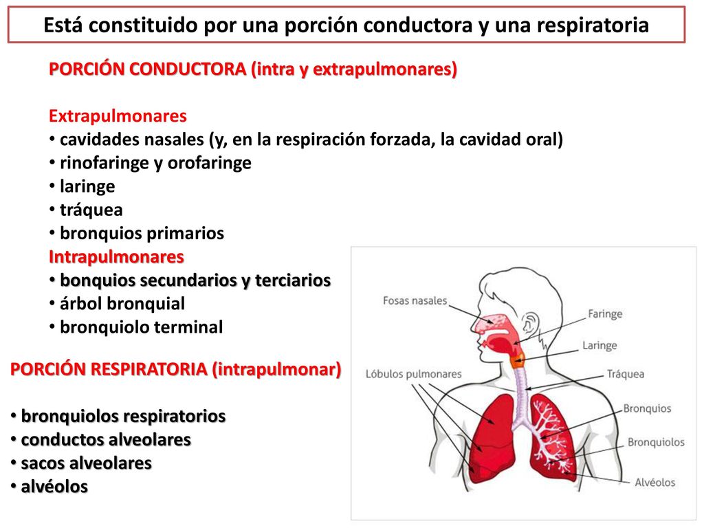 Está constituido por una porción conductora y una respiratoria