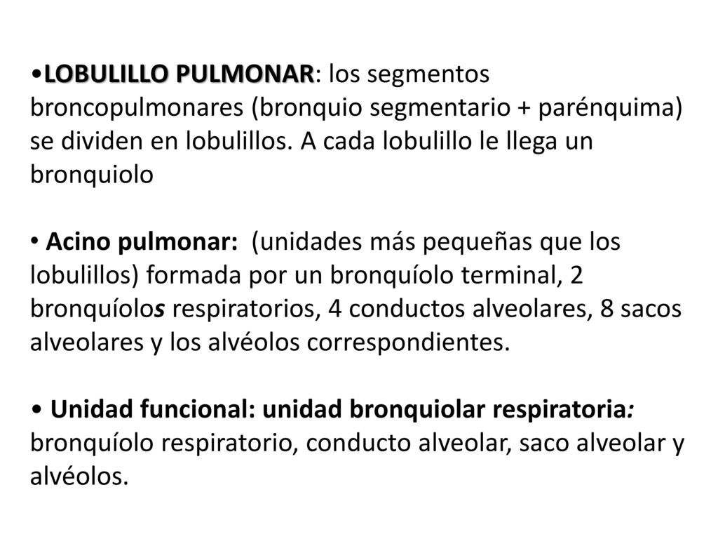 •LOBULILLO PULMONAR: los segmentos broncopulmonares (bronquio segmentario + parénquima) se dividen en lobulillos. A cada lobulillo le llega un bronquiolo