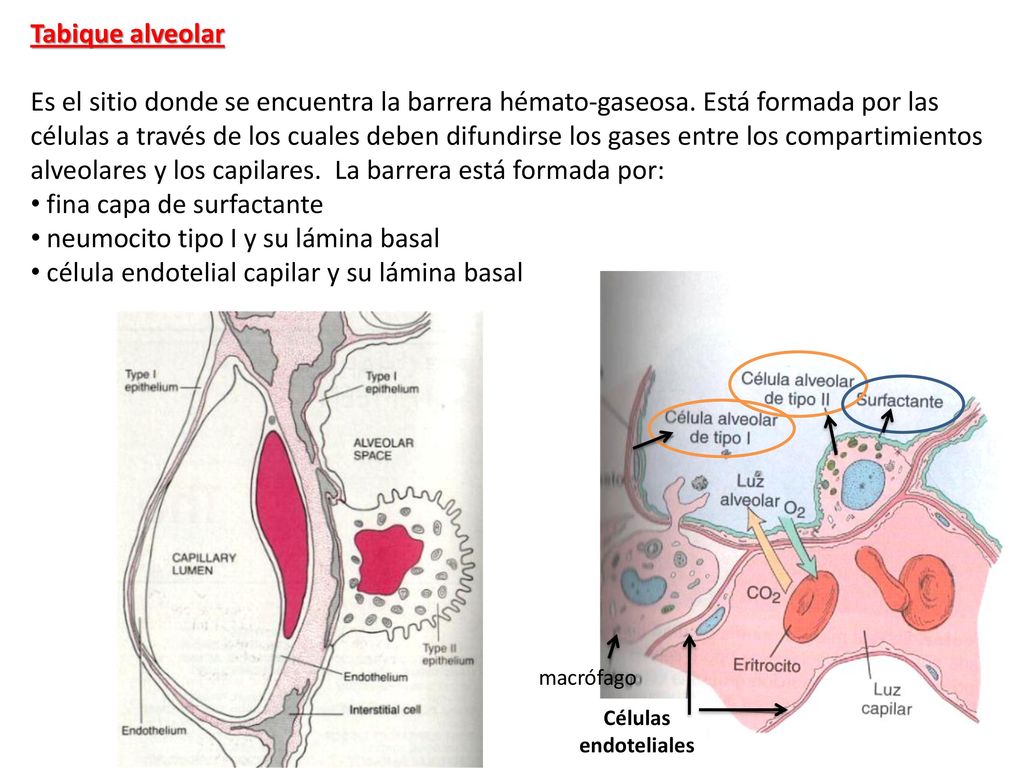 fina capa de surfactante neumocito tipo I y su lámina basal