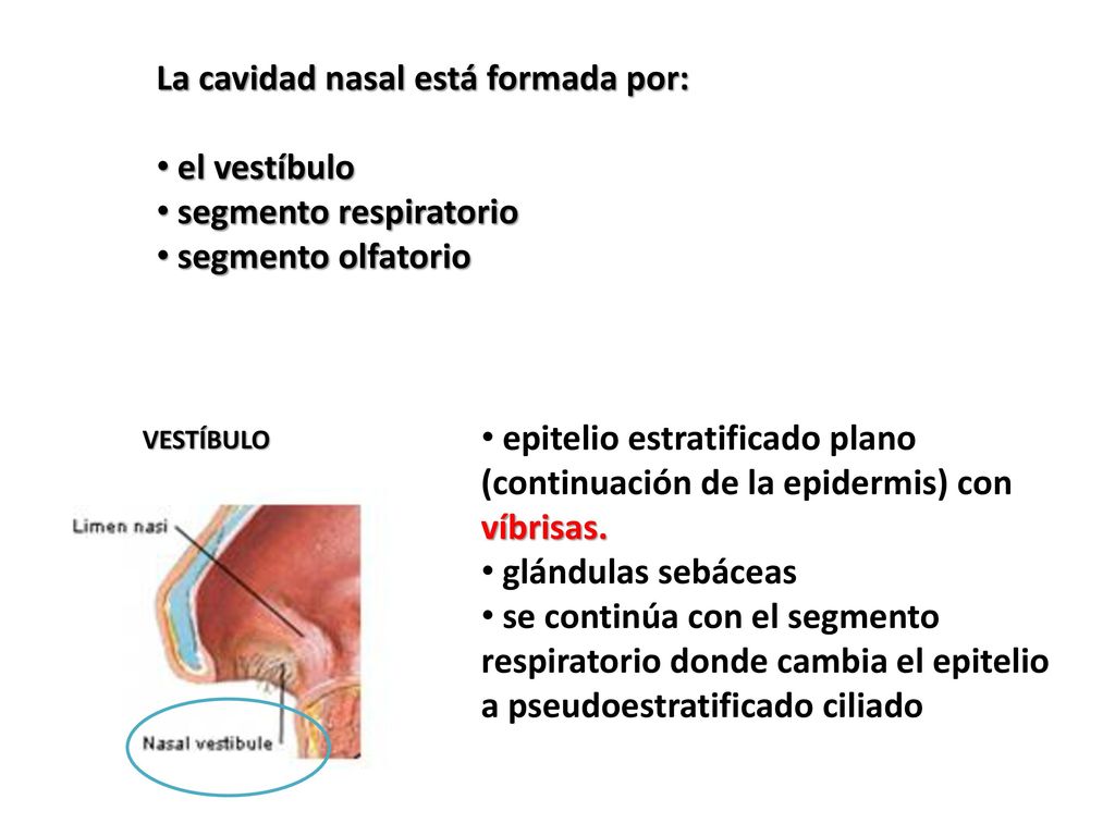 La cavidad nasal está formada por: el vestíbulo segmento respiratorio