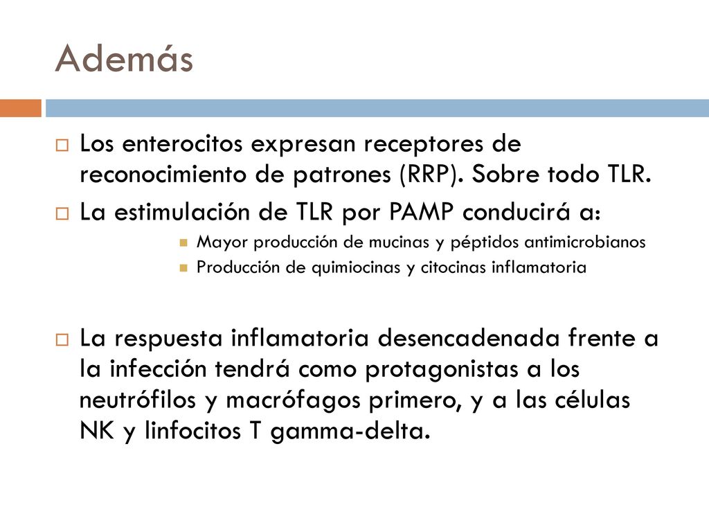 Además Los enterocitos expresan receptores de reconocimiento de patrones (RRP). Sobre todo TLR. La estimulación de TLR por PAMP conducirá a: