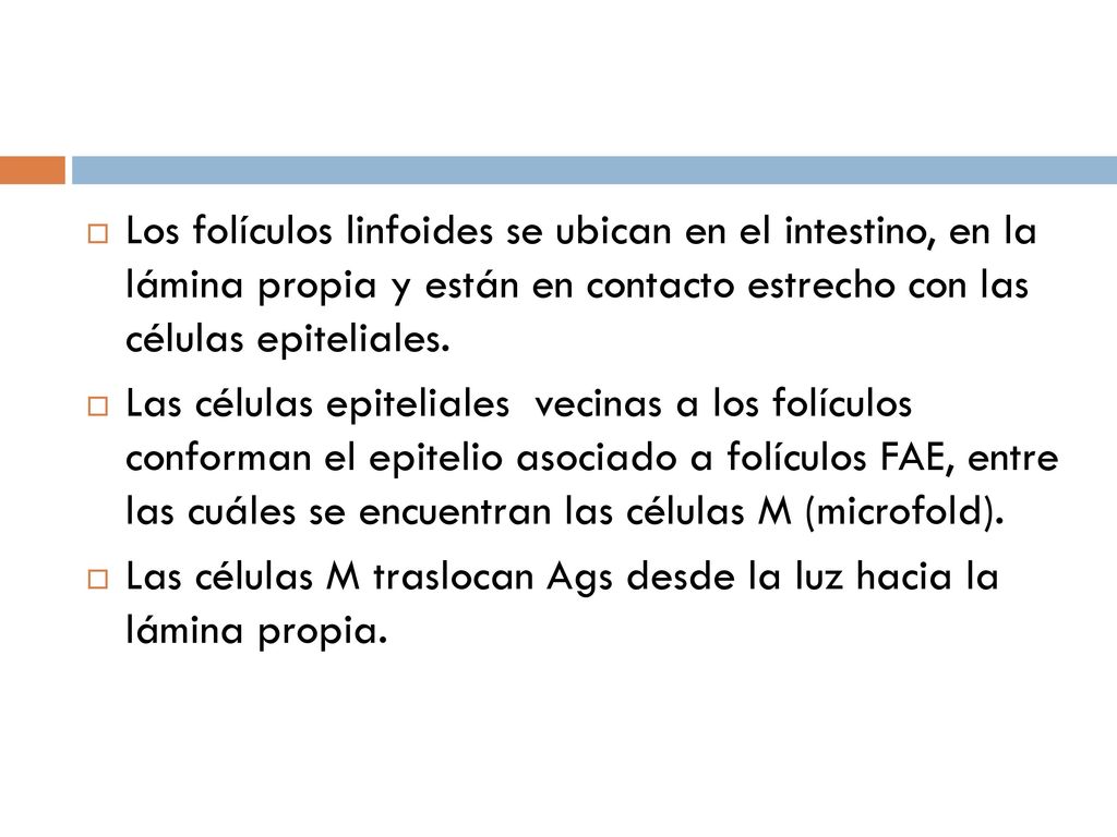 Los folículos linfoides se ubican en el intestino, en la lámina propia y están en contacto estrecho con las células epiteliales.