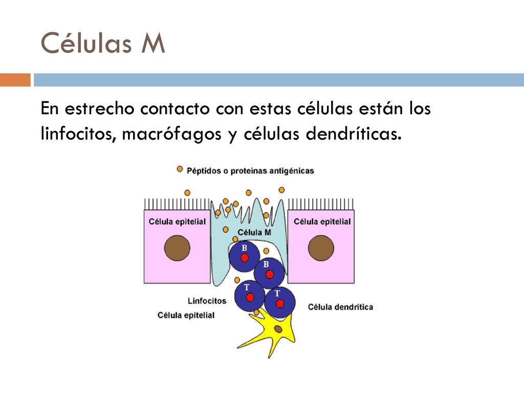 Células M En estrecho contacto con estas células están los linfocitos, macrófagos y células dendríticas.