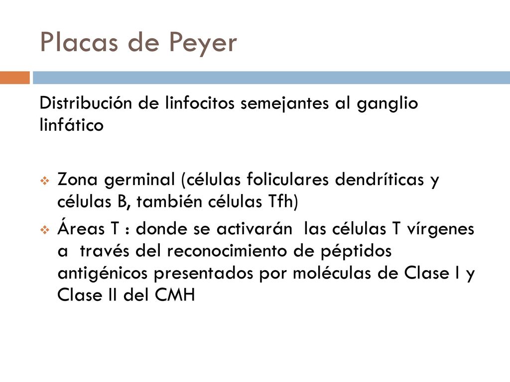 Placas de Peyer Distribución de linfocitos semejantes al ganglio linfático.