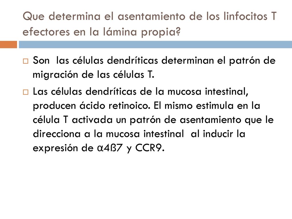 Que determina el asentamiento de los linfocitos T efectores en la lámina propia