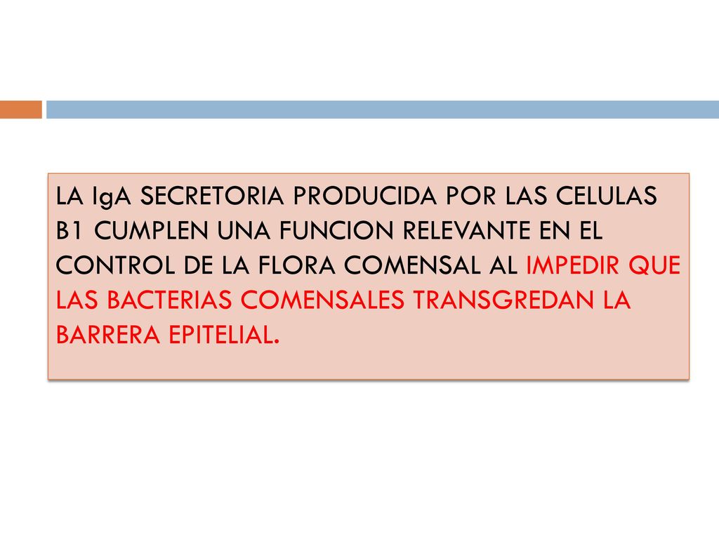 LA IgA SECRETORIA PRODUCIDA POR LAS CELULAS B1 CUMPLEN UNA FUNCION RELEVANTE EN EL CONTROL DE LA FLORA COMENSAL AL IMPEDIR QUE LAS BACTERIAS COMENSALES TRANSGREDAN LA BARRERA EPITELIAL.