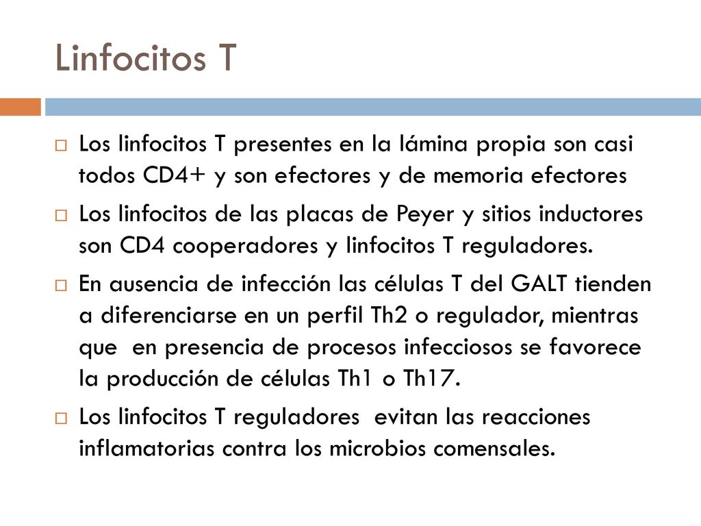 Linfocitos T Los linfocitos T presentes en la lámina propia son casi todos CD4+ y son efectores y de memoria efectores.
