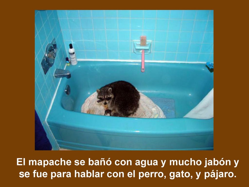 El mapache se bañó con agua y mucho jabón y se fue para hablar con el perro, gato, y pájaro.