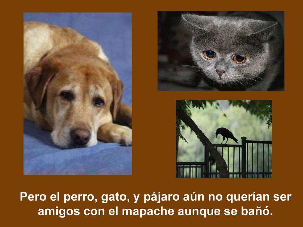 Pero el perro, gato, y pájaro aún no querían ser amigos con el mapache aunque se bañó.