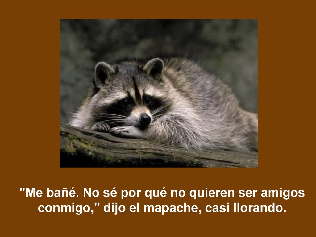 Me bañé. No sé por qué no quieren ser amigos conmigo, dijo el mapache, casi llorando.