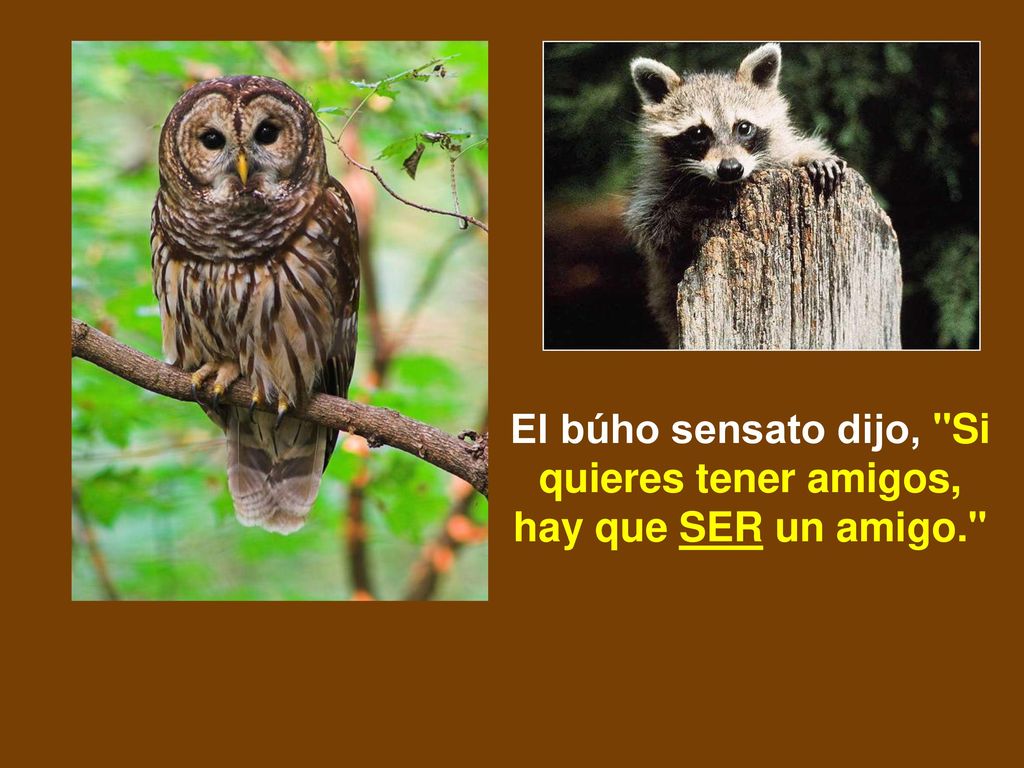 El búho sensato dijo, Si quieres tener amigos, hay que SER un amigo.