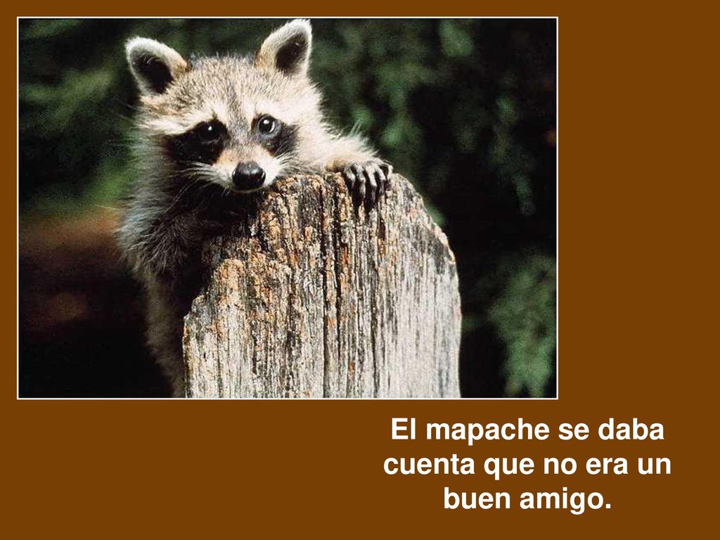El mapache se daba cuenta que no era un buen amigo.