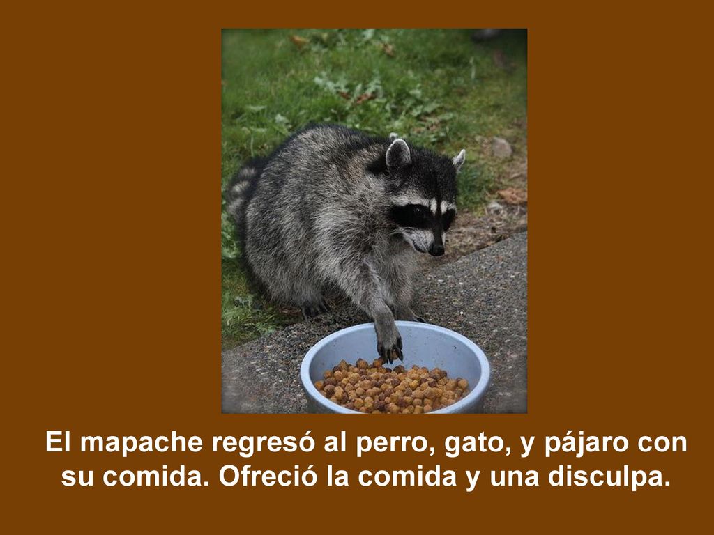 El mapache regresó al perro, gato, y pájaro con su comida