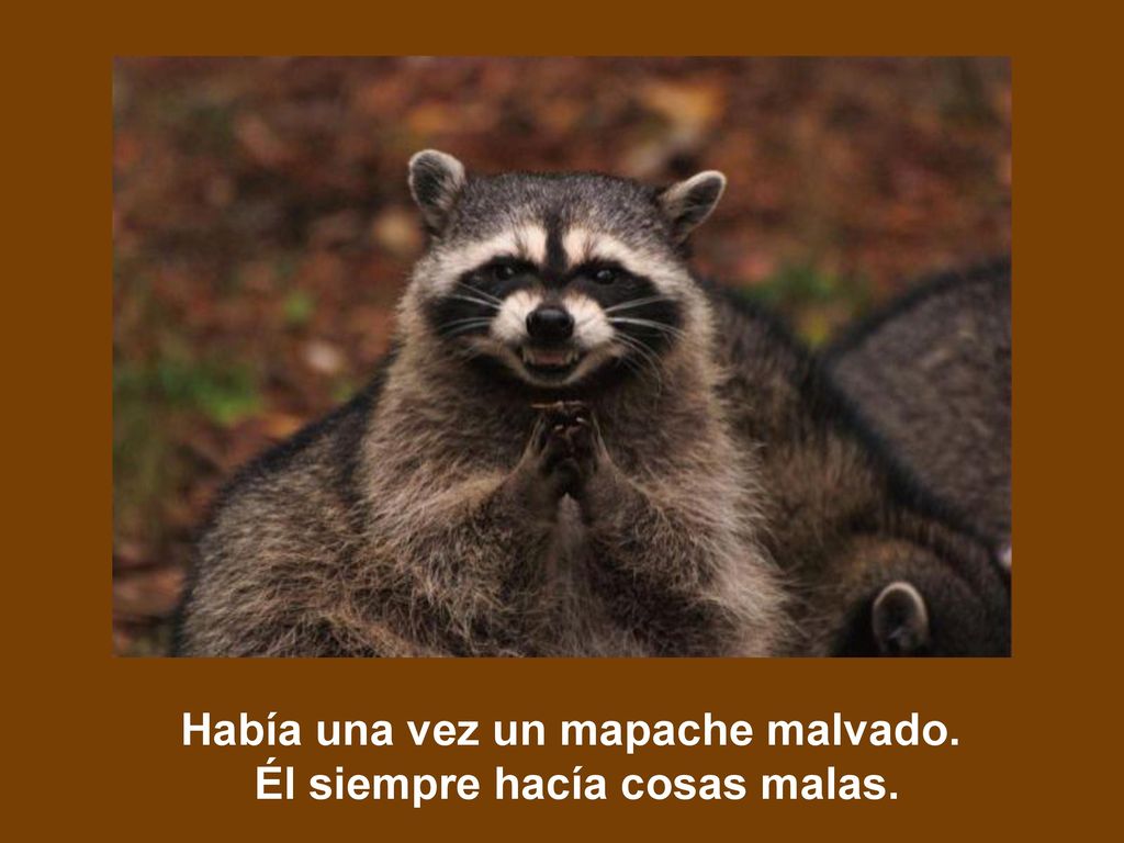 Había una vez un mapache malvado. Él siempre hacía cosas malas.