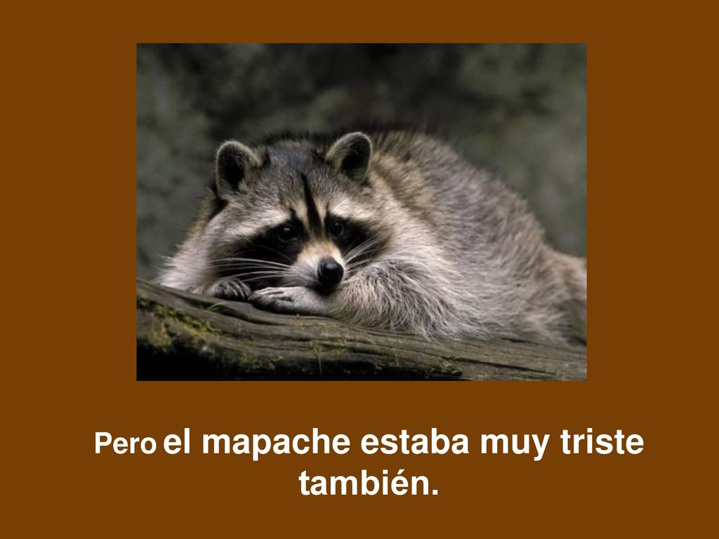 Pero el mapache estaba muy triste también.