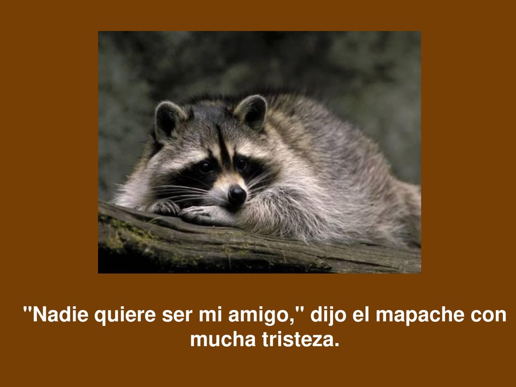 Nadie quiere ser mi amigo, dijo el mapache con mucha tristeza.
