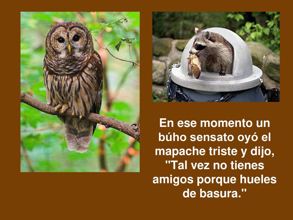 En ese momento un búho sensato oyó el mapache triste y dijo, Tal vez no tienes amigos porque hueles de basura.