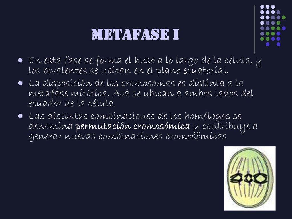 METAFASE I En esta fase se forma el huso a lo largo de la célula, y los bivalentes se ubican en el plano ecuatorial.
