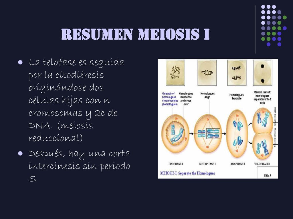 RESUMEN MEIOSIS I La telofase es seguida por la citodiéresis originándose dos células hijas con n cromosomas y 2c de DNA. (meiosis reduccional)