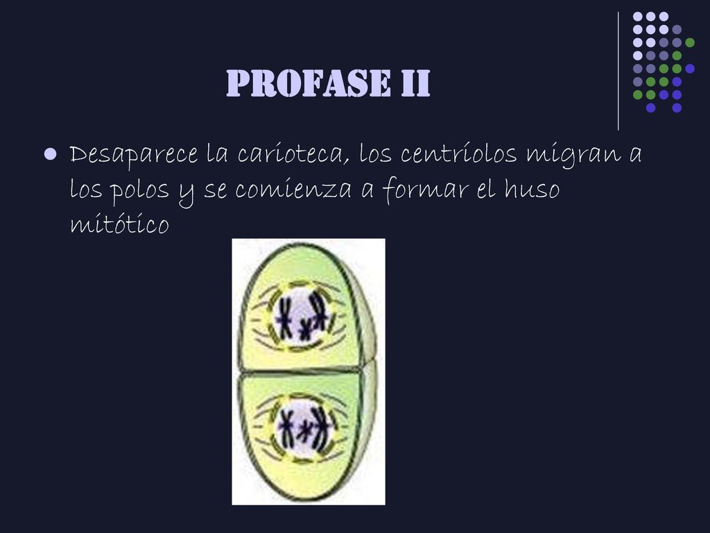 PROFASE II Desaparece la carioteca, los centríolos migran a los polos y se comienza a formar el huso mitótico.