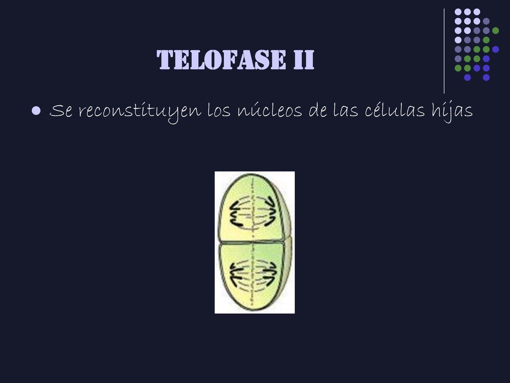 TELOFASE II Se reconstituyen los núcleos de las células hijas
