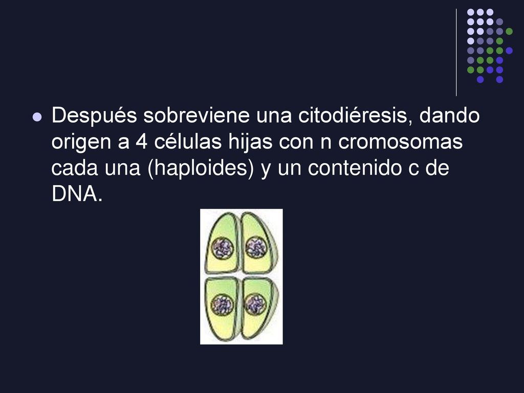 Después sobreviene una citodiéresis, dando origen a 4 células hijas con n cromosomas cada una (haploides) y un contenido c de DNA.