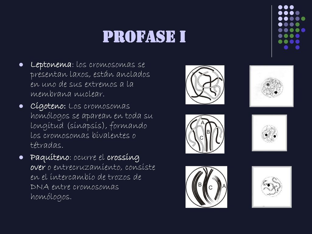 PROFASE I Leptonema: los cromosomas se presentan laxos, están anclados en uno de sus extremos a la membrana nuclear.