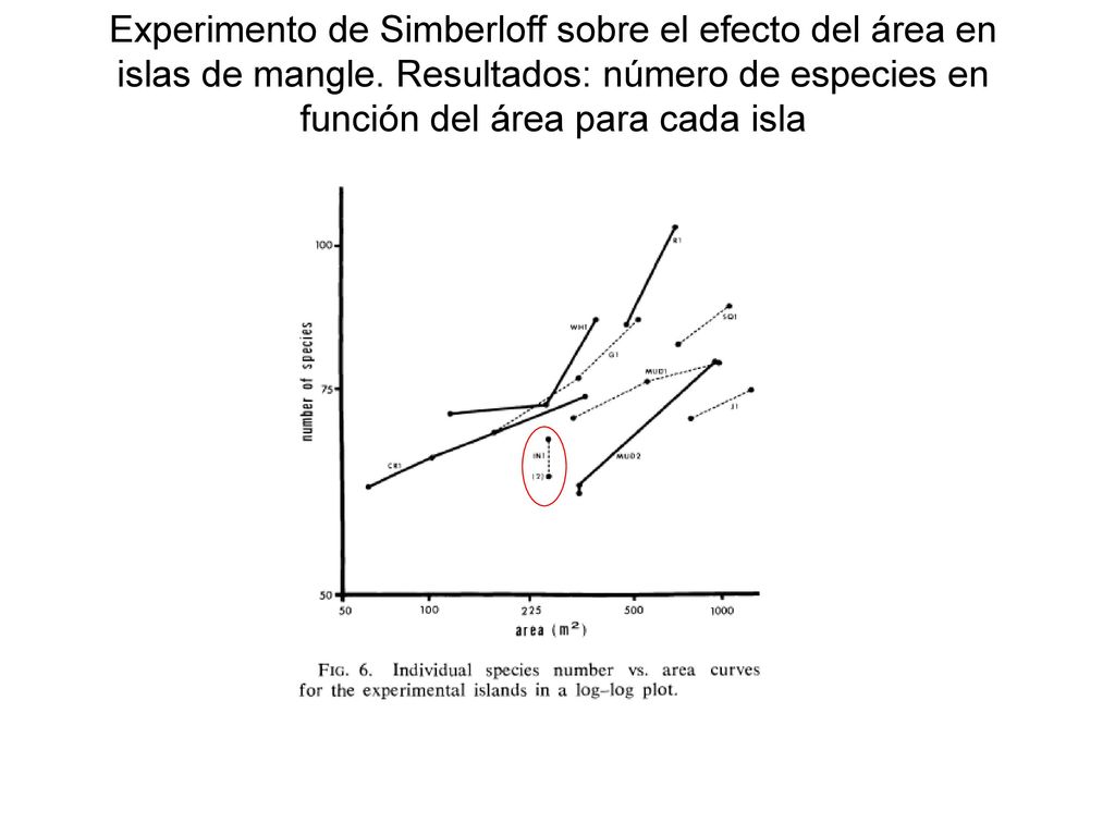 Experimento de Simberloff sobre el efecto del área en islas de mangle