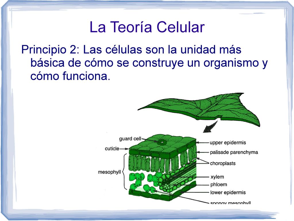 La Teoría Celular Principio 2: Las células son la unidad más básica de cómo se construye un organismo y cómo funciona.