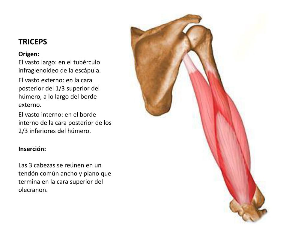 TRICEPS Origen: El vasto largo: en el tubérculo infraglenoideo de la escápula.