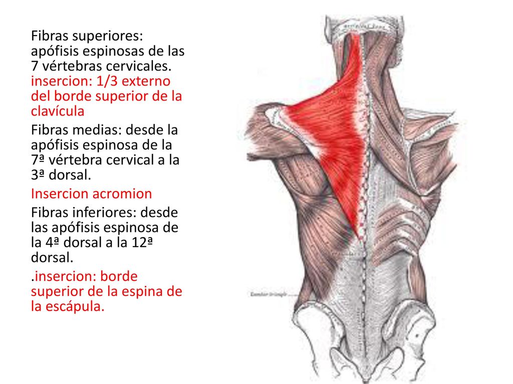 Fibras superiores: apófisis espinosas de las 7 vértebras cervicales