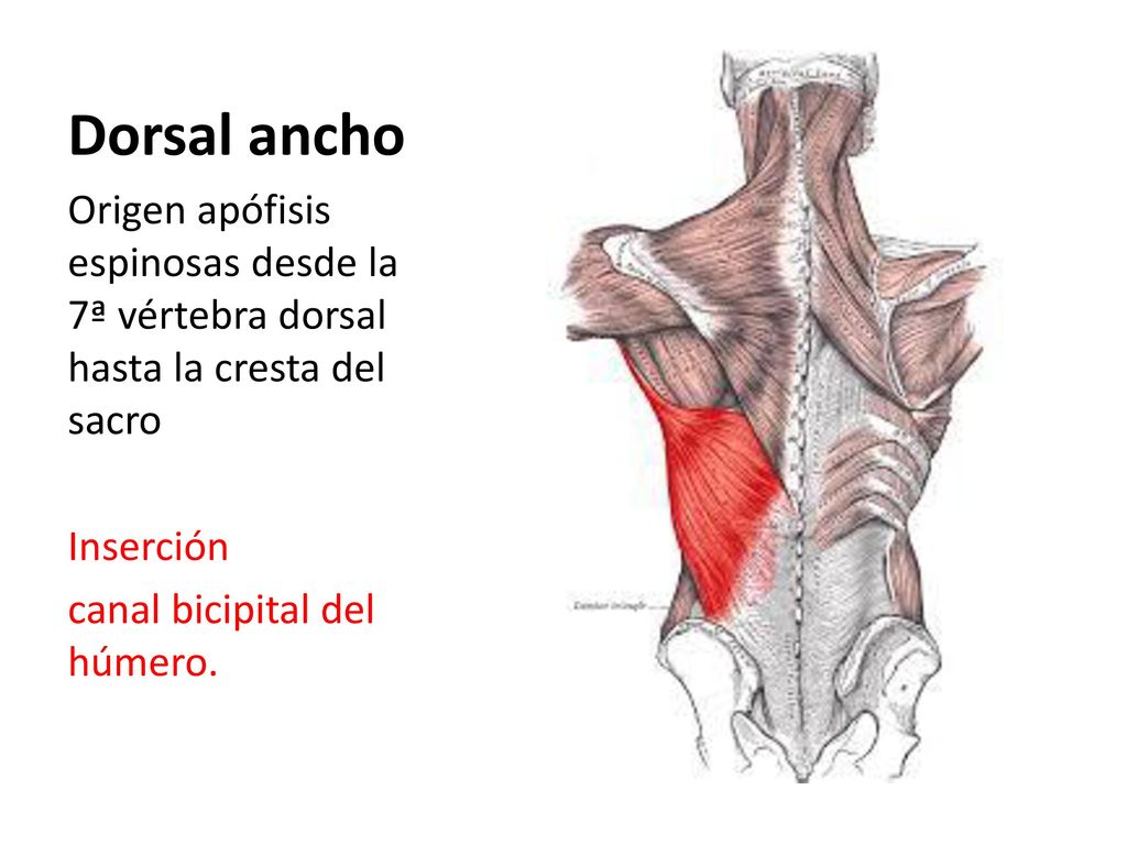 Dorsal ancho Origen apófisis espinosas desde la 7ª vértebra dorsal hasta la cresta del sacro. Inserción.