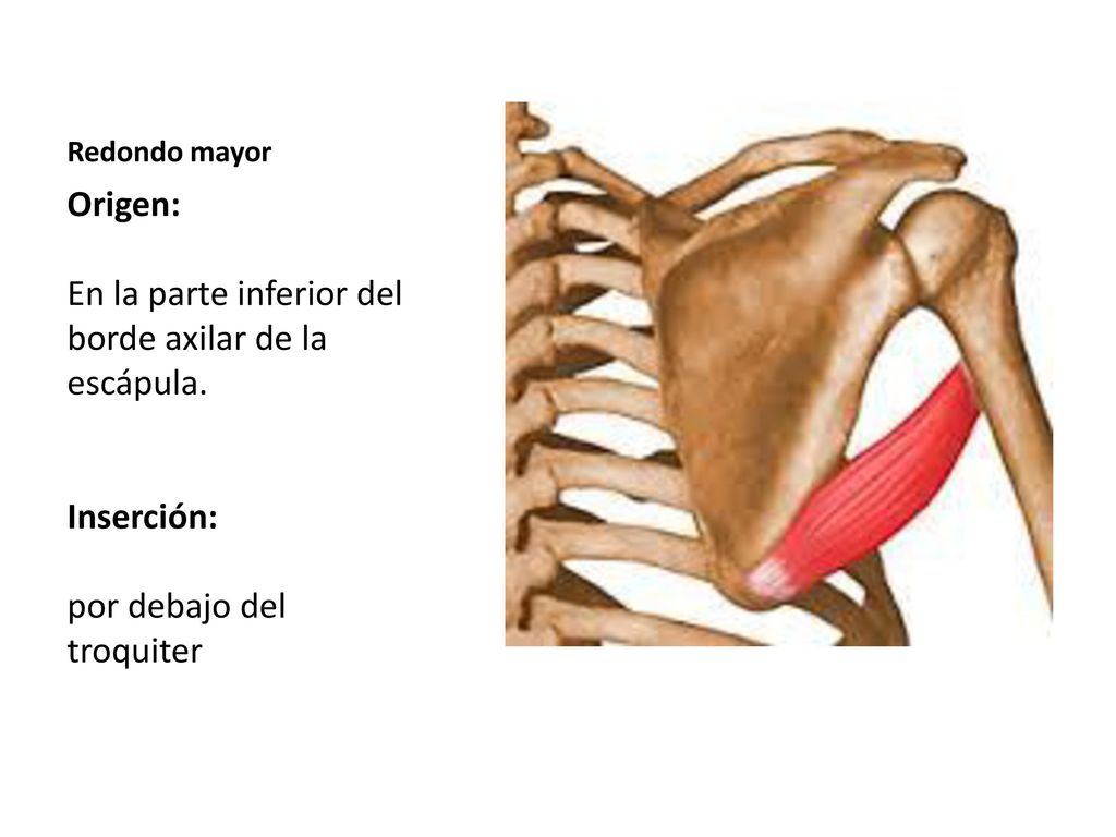 Redondo mayor Origen: En la parte inferior del borde axilar de la escápula.